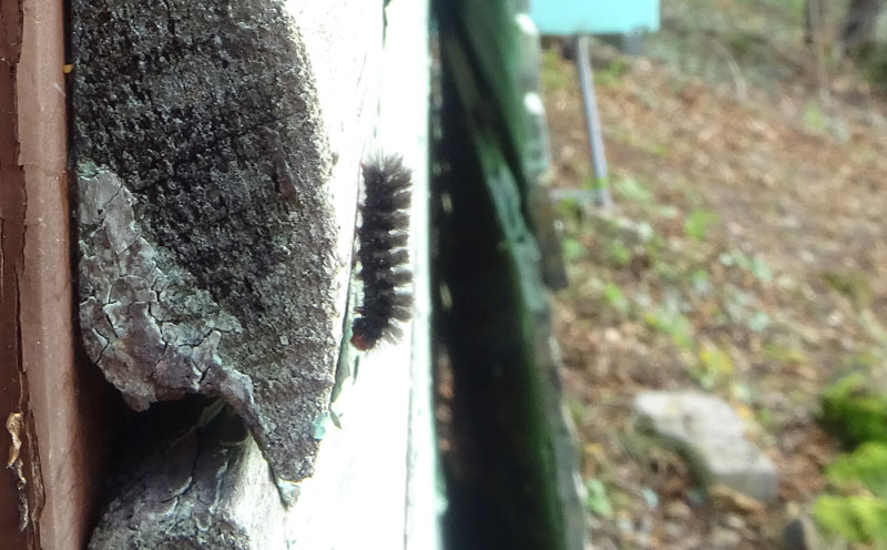 bruco: Amata sp. - Arctiidae.........dal Trentino